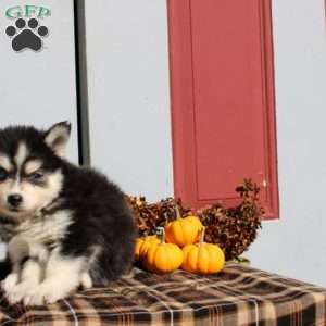 Landry, Pomsky Puppy